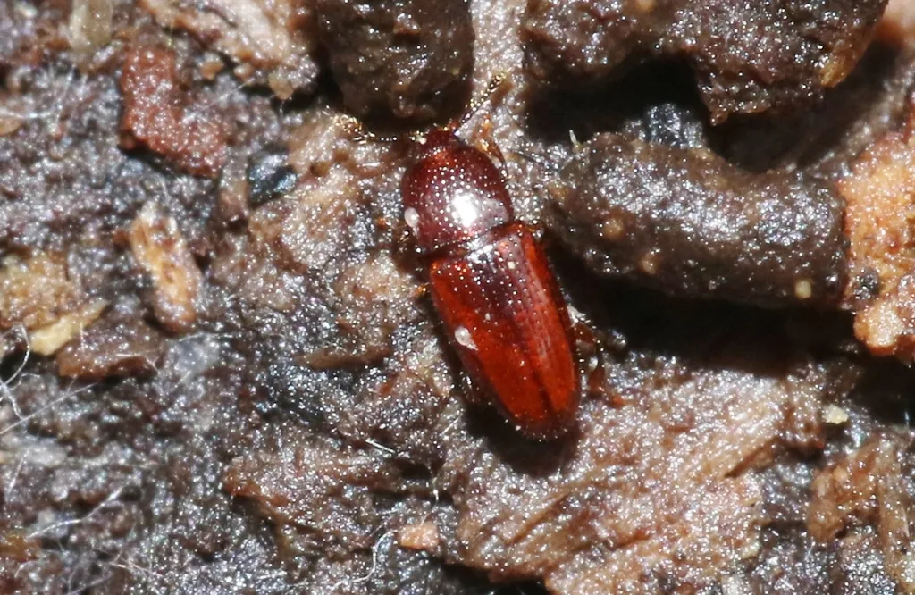 Philothermus nitidus - photo 2