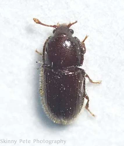 Philothermus puberulus - photo 2