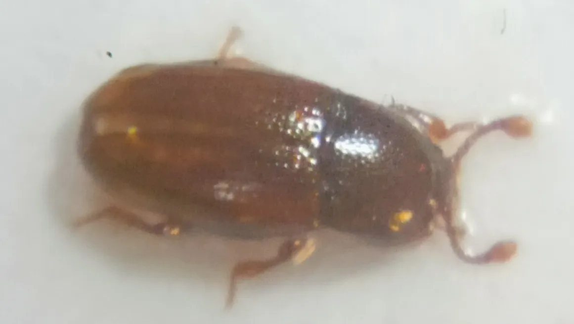 Philothermus semistriatus - photo 3