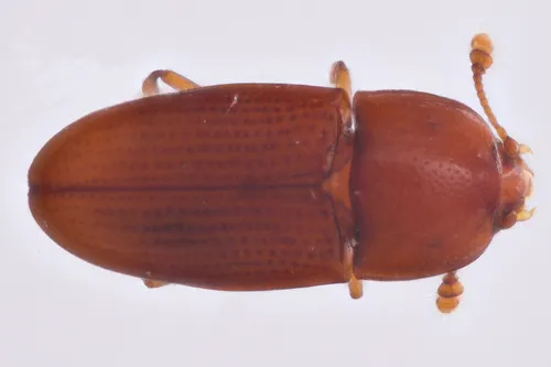 Philothermus stephani - photo 3
