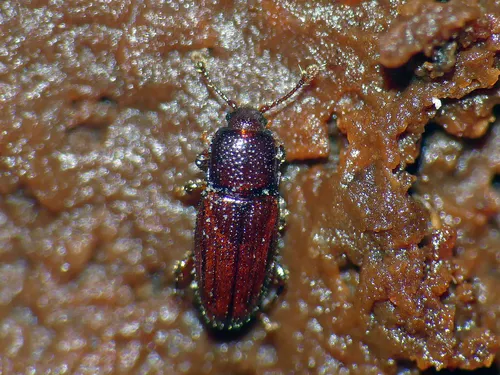 Philothermus tasmanicus