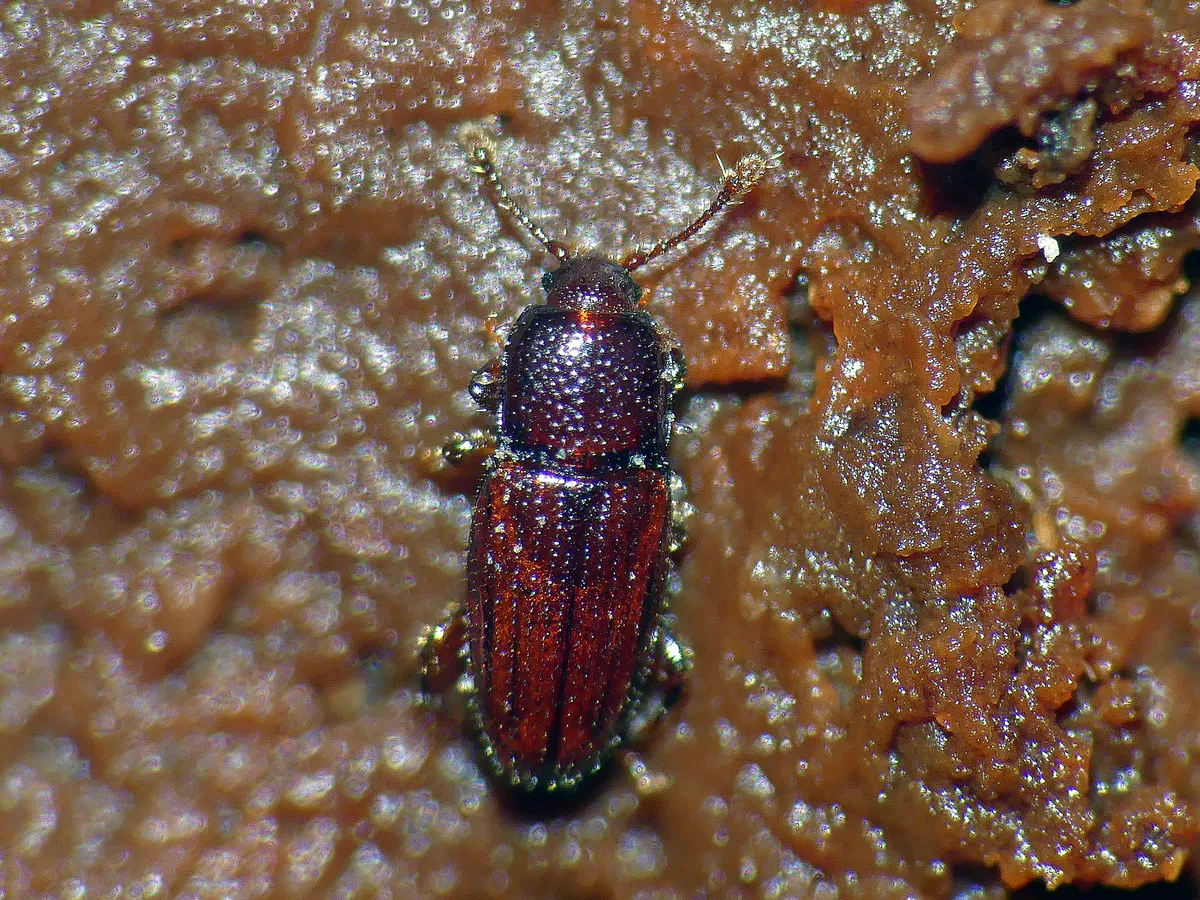 Philothermus tasmanicus - photo 3