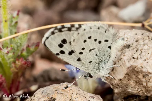 Philotiella speciosa - Hodges#4370