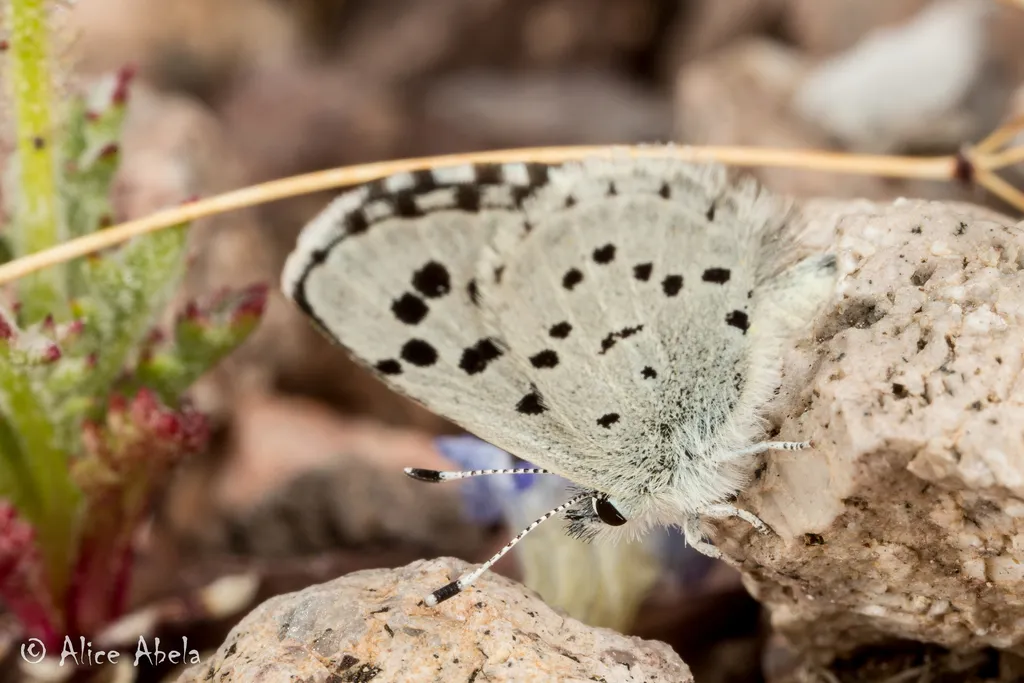 Philotiella speciosa - Hodges#4370 - photo 2