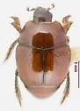 Philoxenus desertorum - Philoxenus desertorum