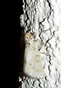 Philtraea albimaxima - Hodges#6849