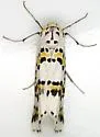 Philtraea elegantaria - Hodges#6845 - photo 4