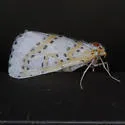 Philtraea monillata - Hodges#6851