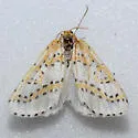 Philtraea monillata - Hodges#6851 - photo 2