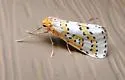 Philtraea monillata - Hodges#6851 - photo 3