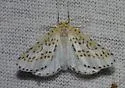 Philtraea monillata - Hodges#6851 - photo 4