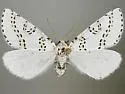 Philtraea paucimacula - Hodges#6850