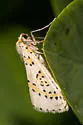 Philtraea paucimacula - Hodges#6850 - photo 4