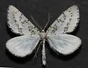 Philtraea surcaliforniae - Hodges#6847