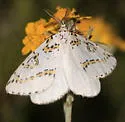 Philtraea surcaliforniae - Hodges#6847 - photo 4