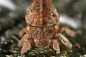 Philya californiensis