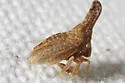 Philya californiensis - photo 2