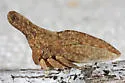 Philya californiensis - photo 3