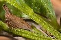 Philya californiensis - photo 4