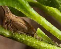 Philya californiensis - photo 5