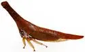 Philya ferruginosa - photo 3