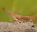 Philya ferruginosa - photo 5