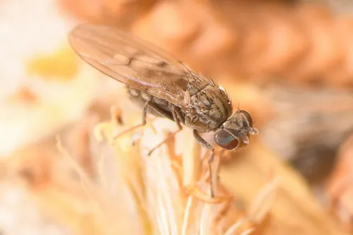 Philygria debilis - photo 2