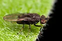 Philygria nigrescens