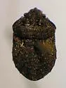 Phimodera binotata