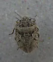 Phimodera binotata - photo 2