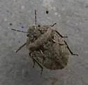 Phimodera binotata - photo 3