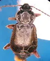 Phlaeopterus cavicollis - Phlaeopterus cavicollis