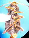 Phlaeopterus cavicollis - photo 2