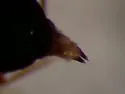 Phlaeopterus lagrandeuri