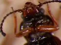 Phlaeopterus lagrandeuri - photo 3