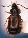 Phlaeopterus lagrandeuri - photo 5