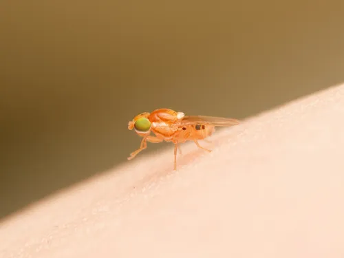 Phlebosotera peculiaris