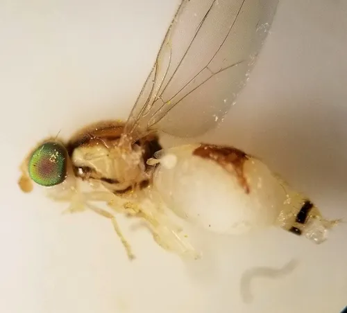 Phlebosotera setipalpis