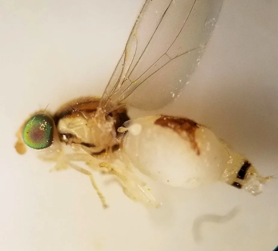Phlebosotera setipalpis - photo 2