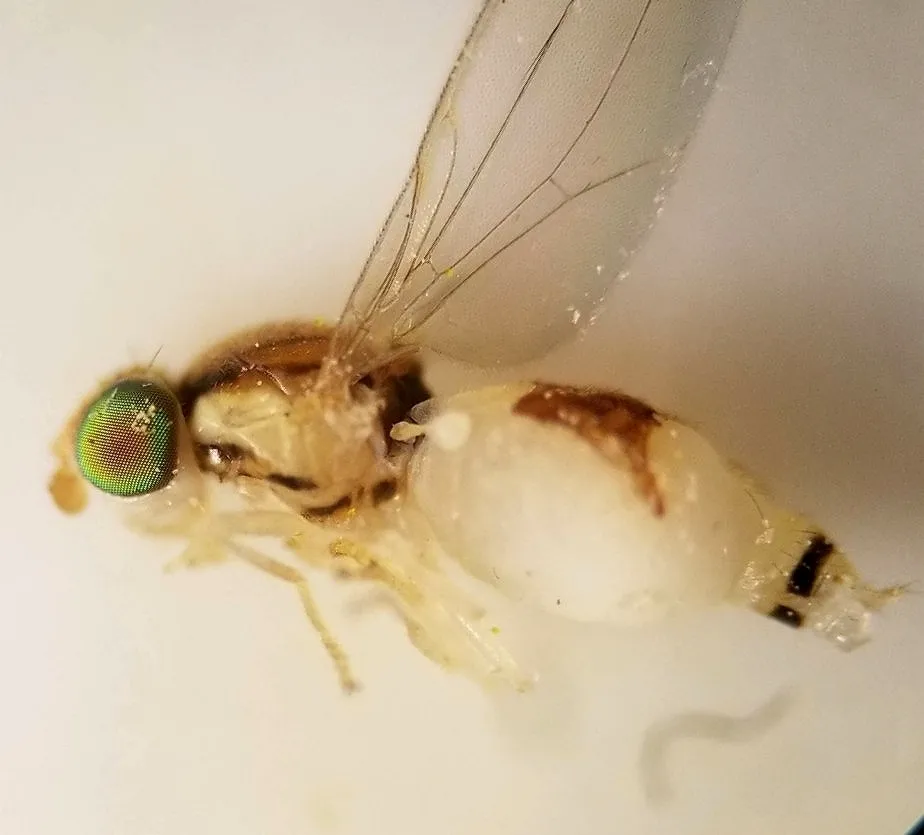 Phlebosotera setipalpis - photo 3