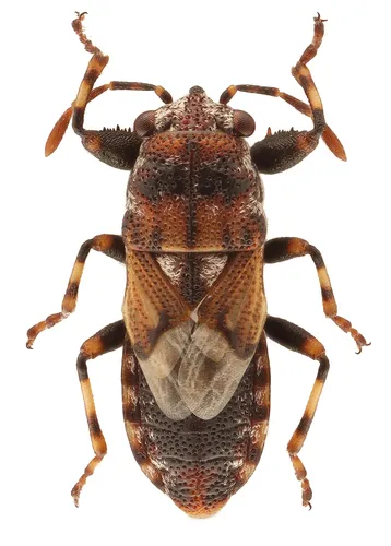 Phlegyas abbreviatus - photo 2