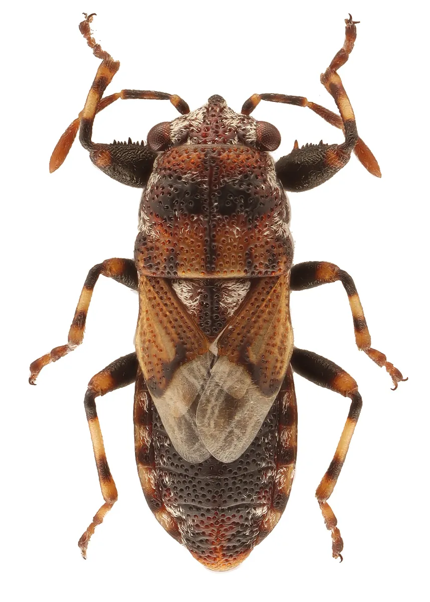 Phlegyas abbreviatus - photo 3