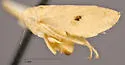 Phlepsanus denudatus - photo 2