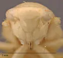 Phlepsanus denudatus - photo 3