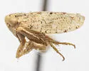 Phlepsanus denudatus - photo 5