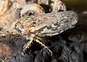 Phlepsanus nigrifrons
