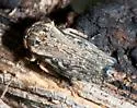 Phlepsanus nigrifrons - photo 2