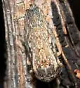 Phlepsanus nigrifrons - photo 3