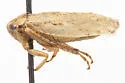 Phlepsanus nigrifrons - photo 4