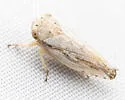 Phlepsanus nigrifrons - photo 5